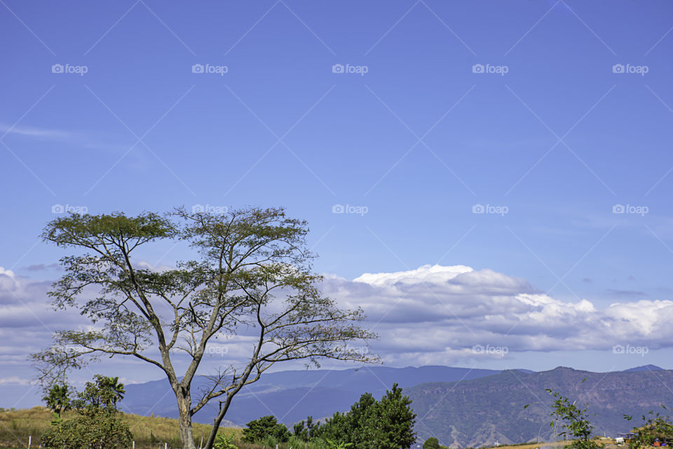 The trees and grass on the hills and the blue sky.