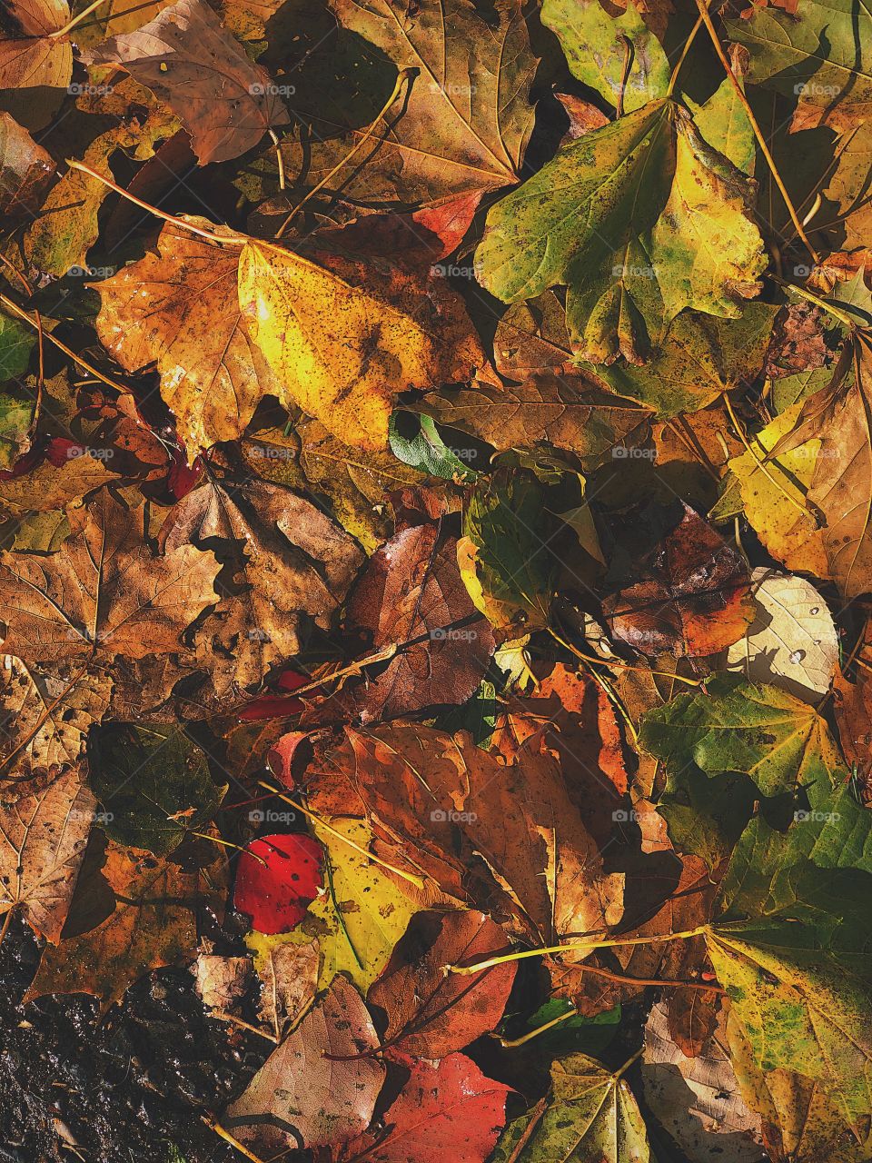 Autumn Leaves On The Ground, Colorful Leaves On The Ground, Fall Time With Colorful Leaves, Leaves In The Street