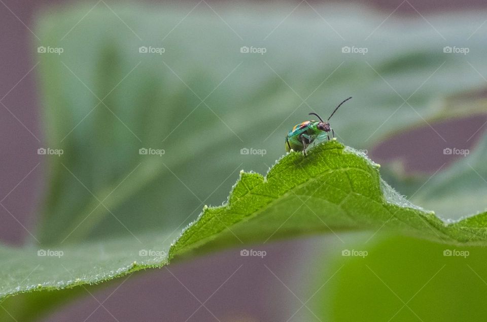 ladybug