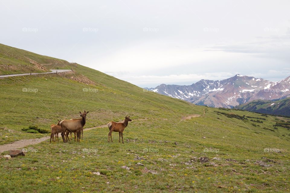 Elk family in the Rocky Mountains
