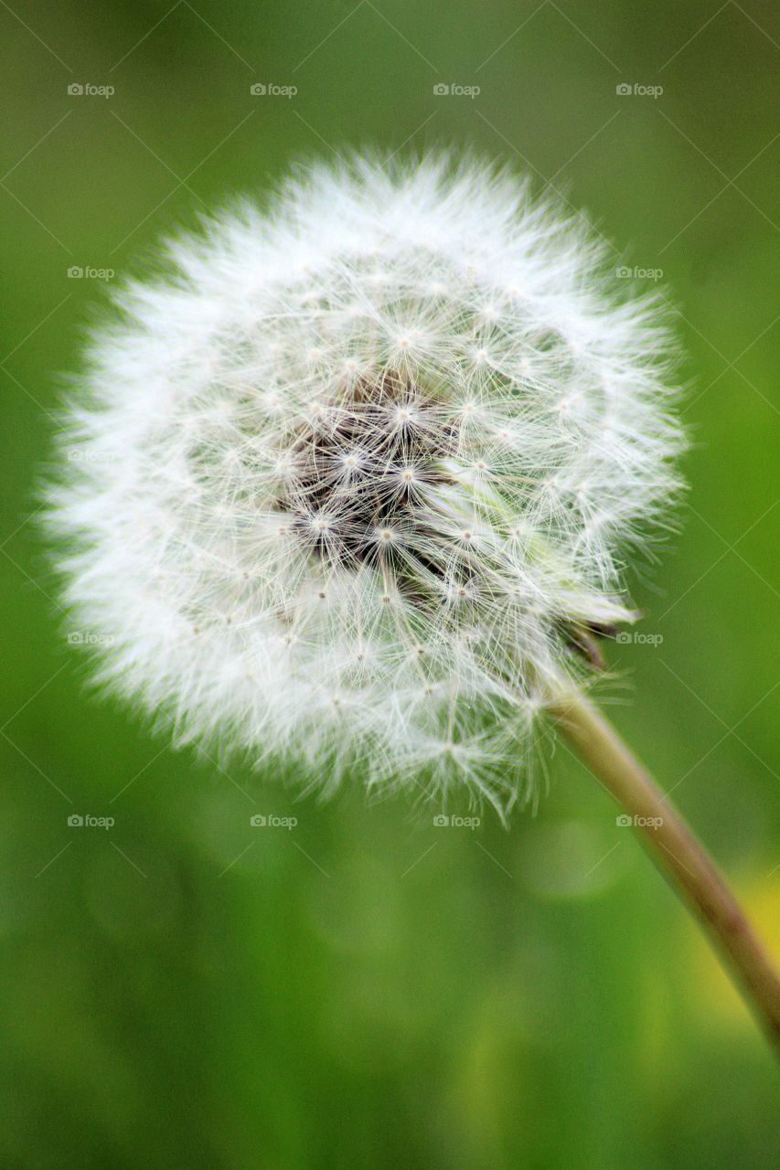 Dandelion