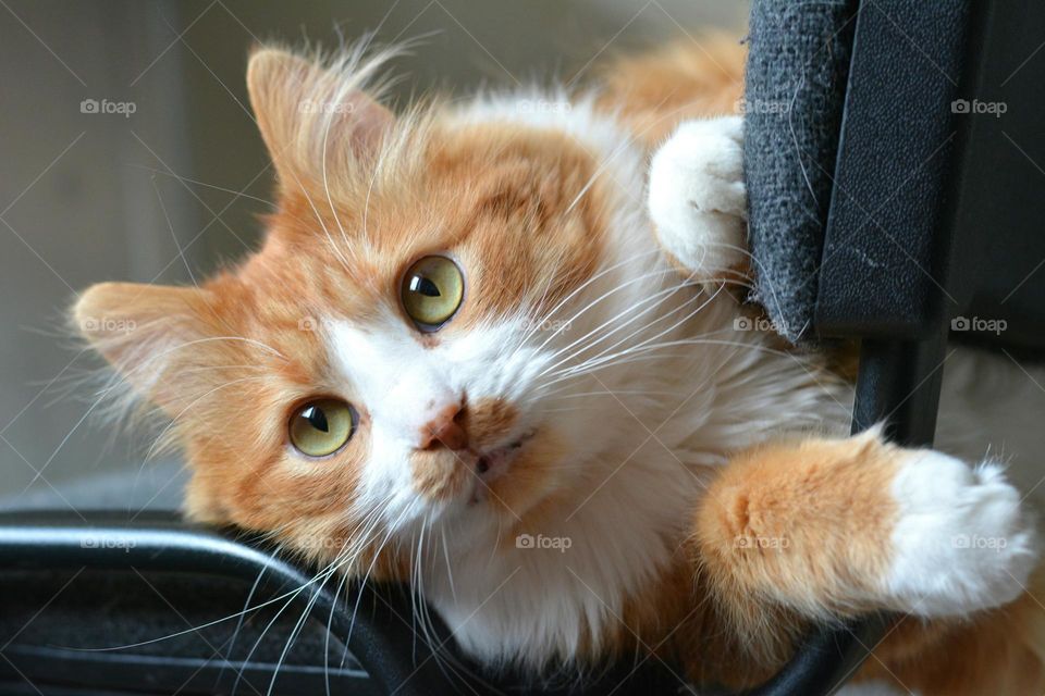 cat close up beautiful portrait