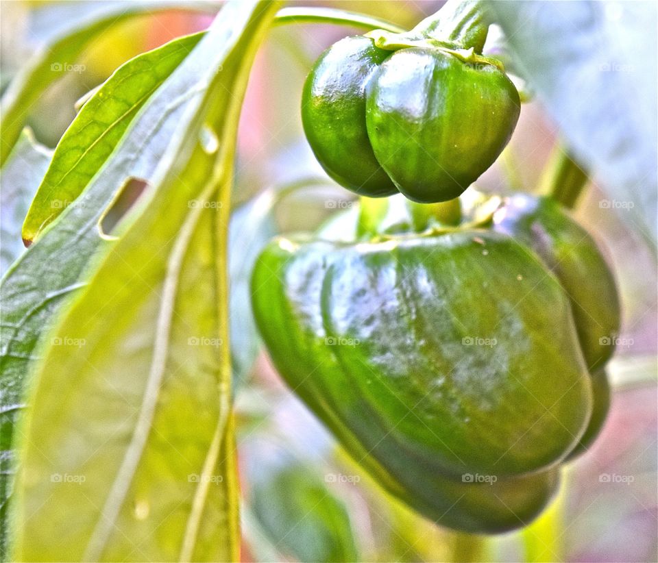 Homegrown Peppers
