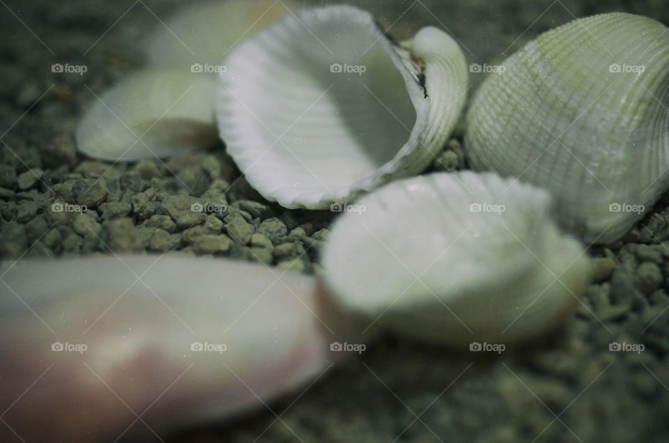 White shell on pebble beach