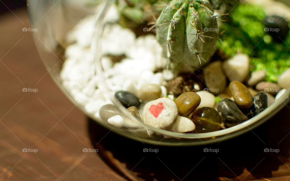 Beautiful cactus plant succulents and air plants  in round dome with stones and heart shape on wood background conceptual environmental sustainability and relaxation zen background photography 