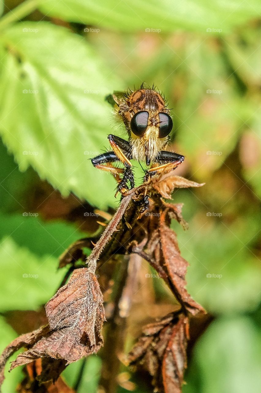 A red-footed cannibalfly aka bee panther stared cautiously at the camera with huge bulging compound eyes. 