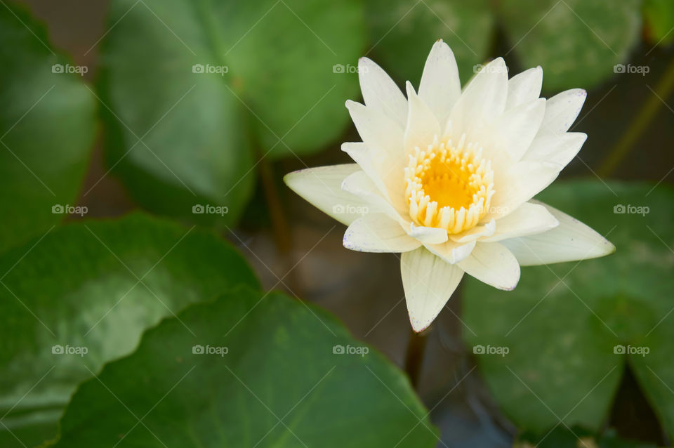 Water lily blooming in pond  