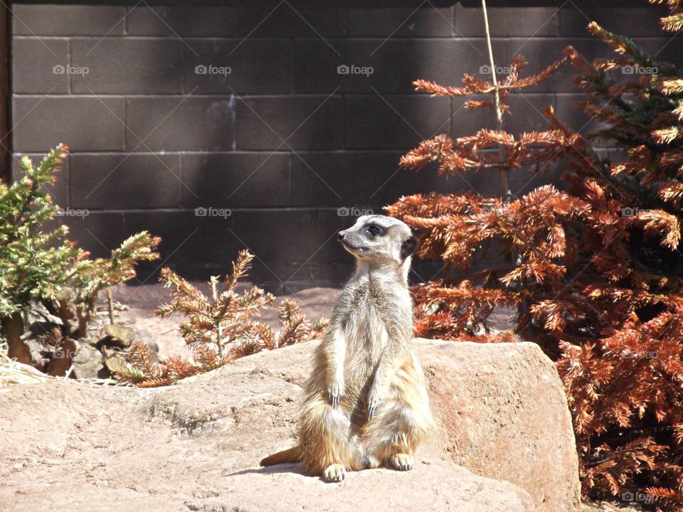 Tommy Girls. "Simples" - This one is clearly better than the rest