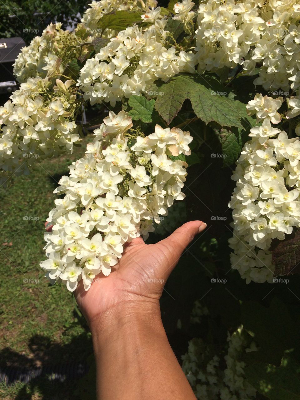 Oak leaf Hydrangea 