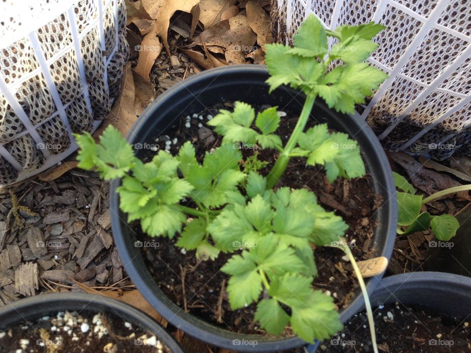 Celery plant