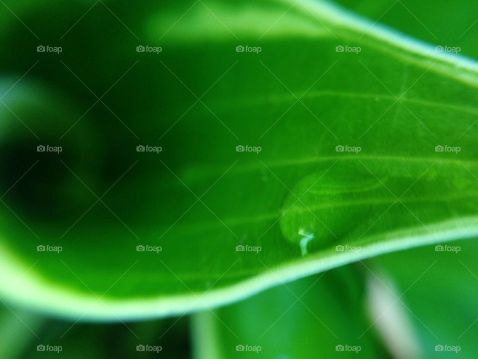 Water Droplets on a Hosta Leaf 