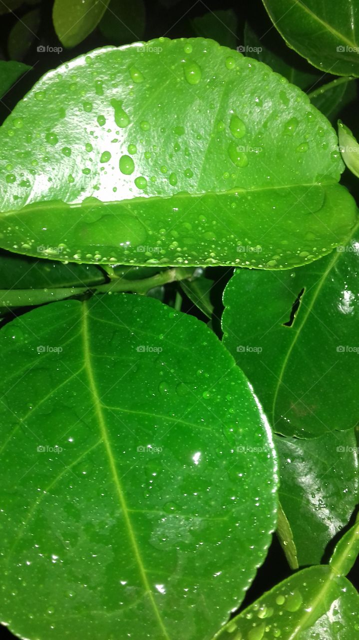 Green leves.raindrop....