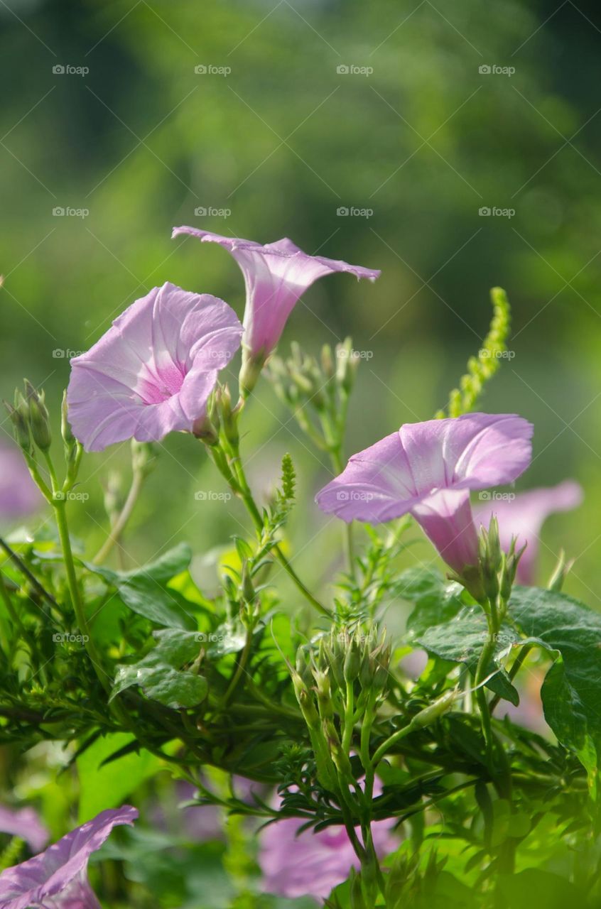 a group of pink flowers with green leaves

Morning Glories soaking up the sunshine.