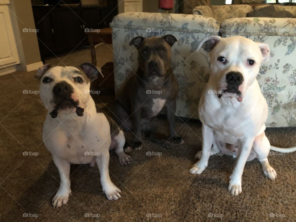 Three dogs. Group of dogs. Bullies. 