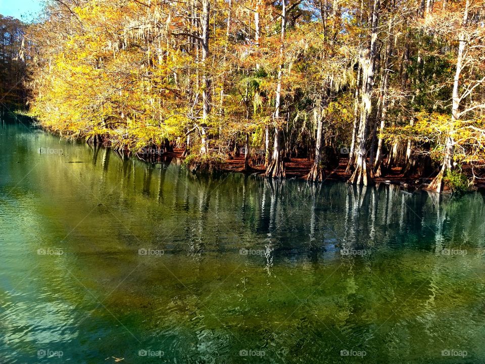 Cypress forest 