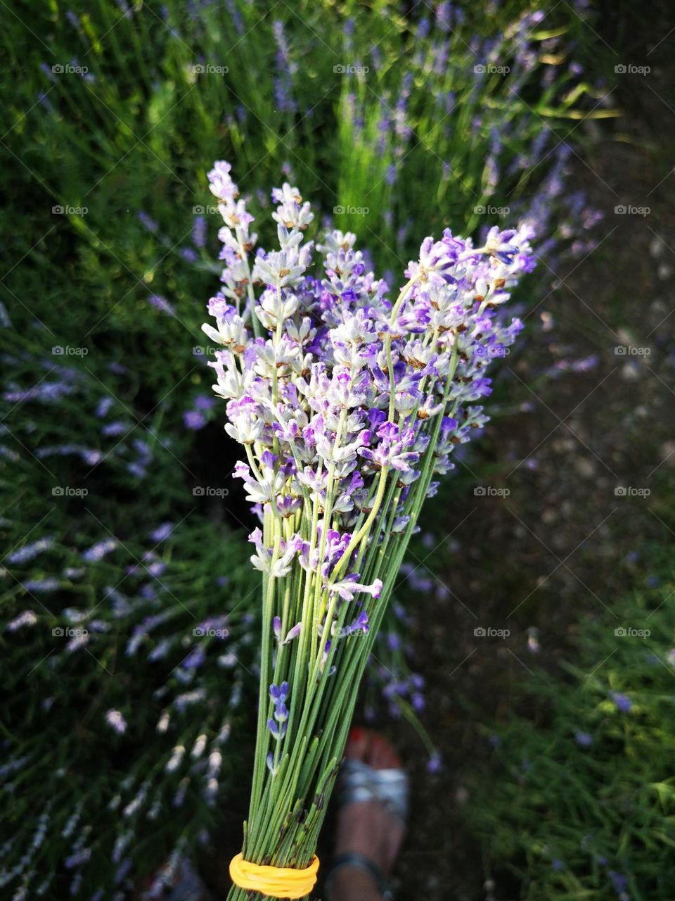 Lavander