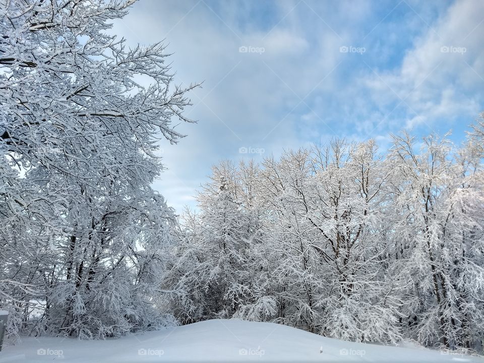 bright Winter wonderland