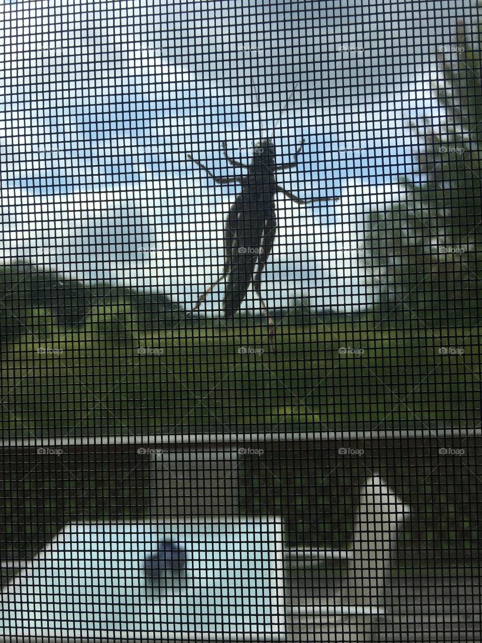 Grasshopper screen shadow.