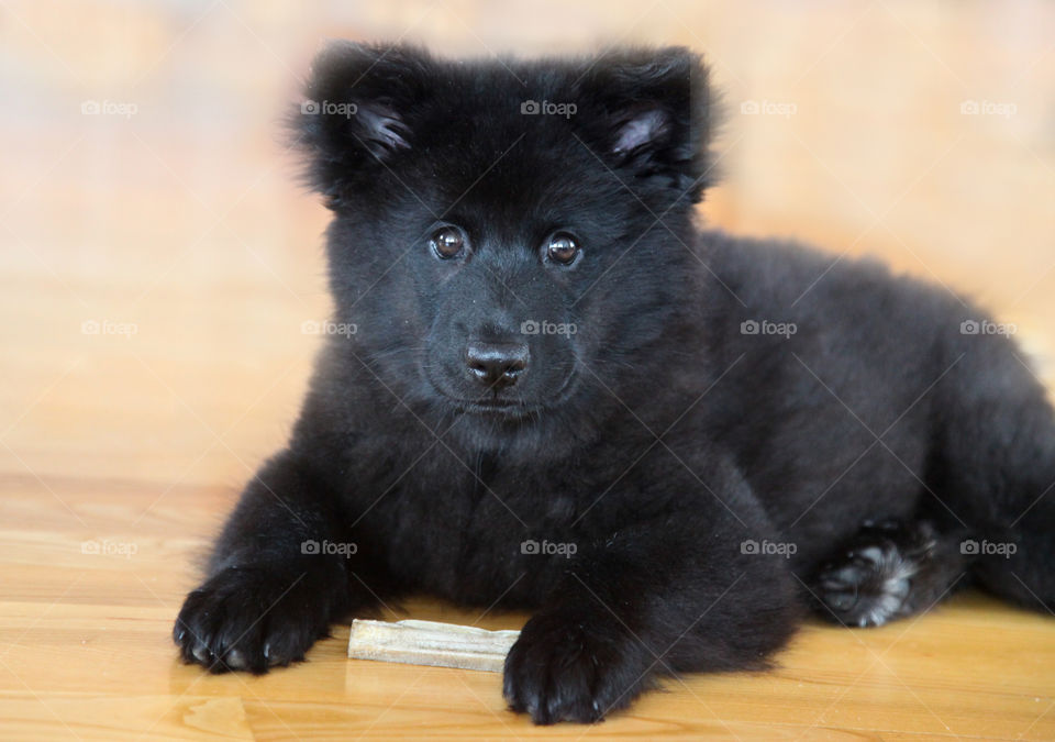 Black puppy. Teddybear dog