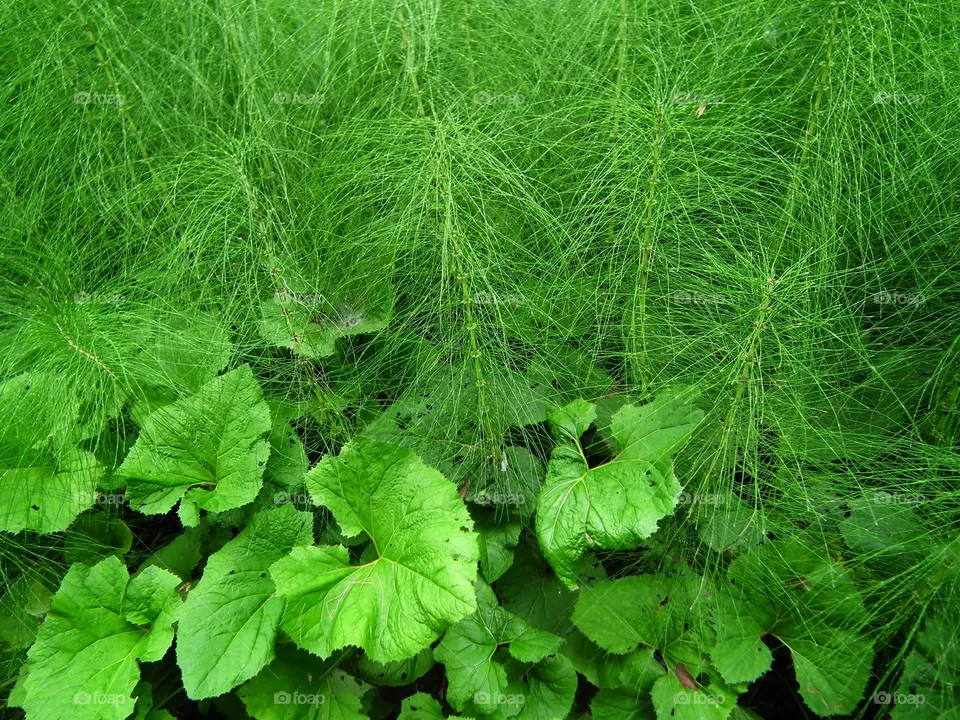 green
