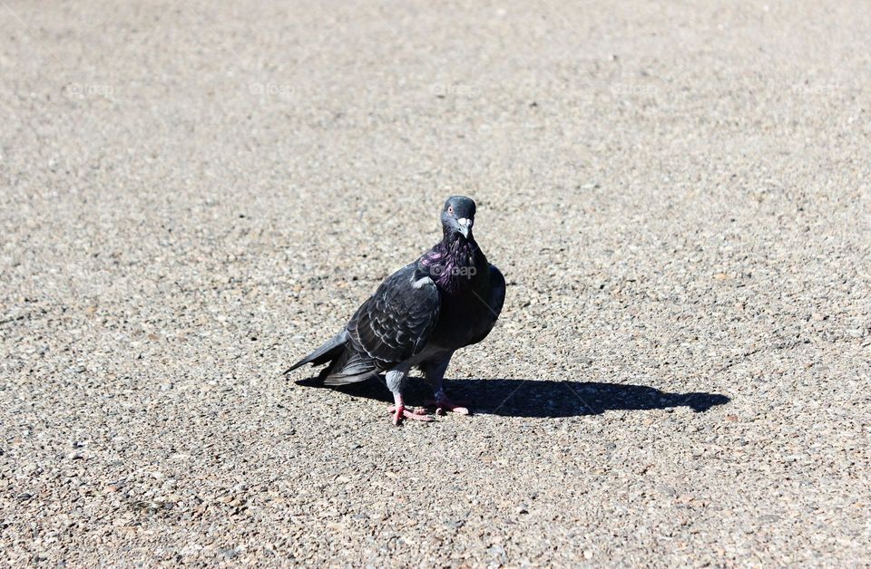 Pigeon in the city