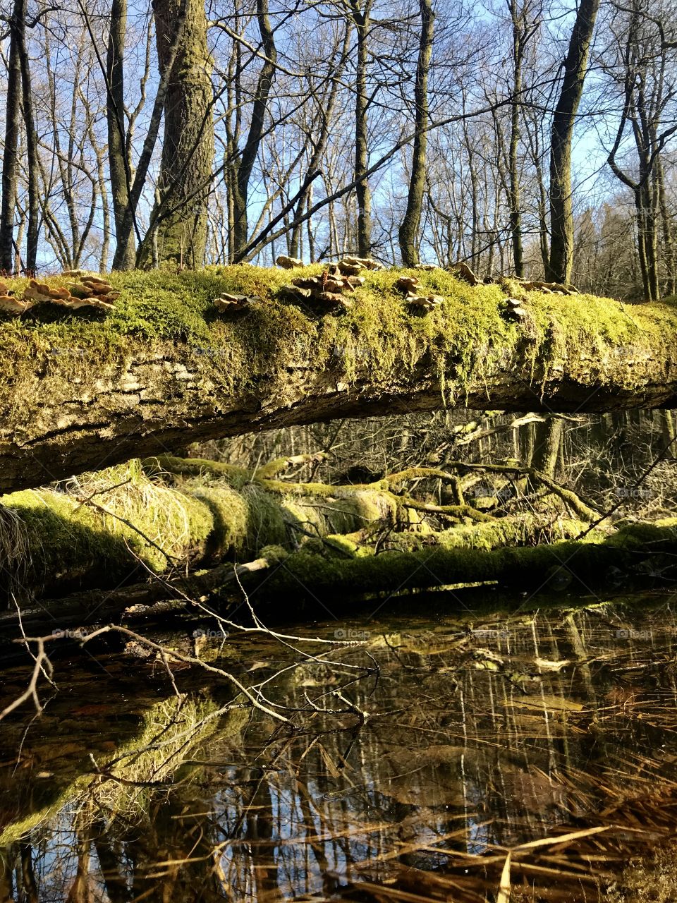 Swiss Forest Dägimoos 