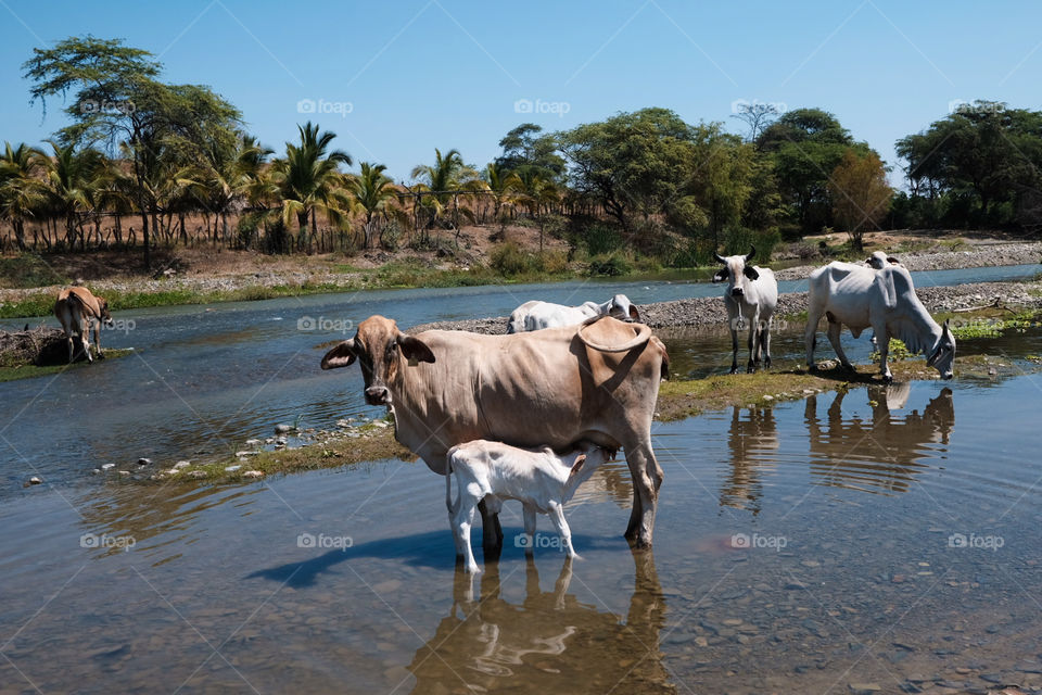 Calf drinking milk from cow on a river