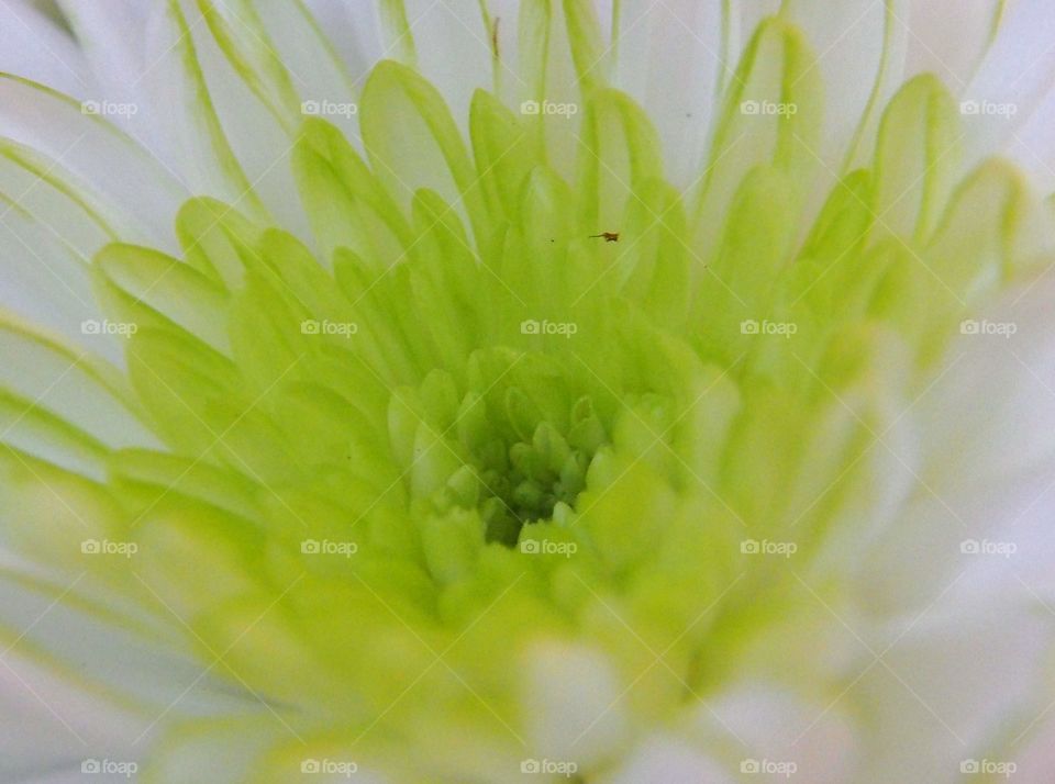 Close up of flower focus on green