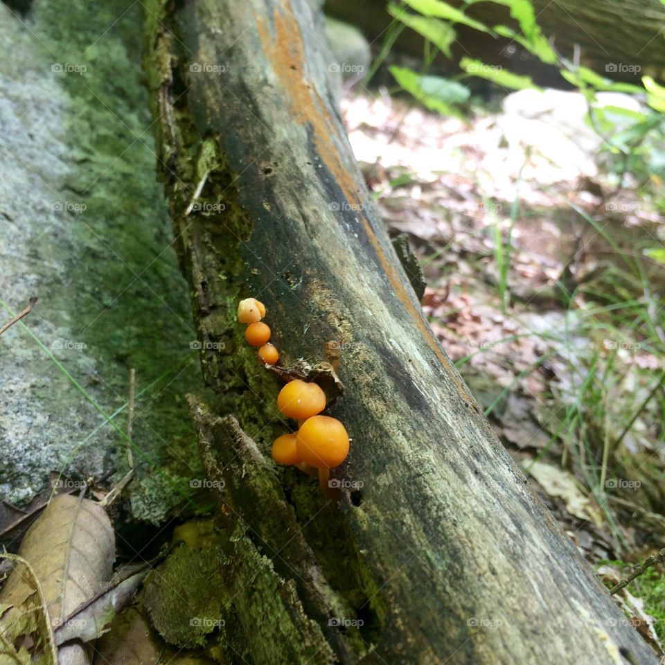Mushrooms growing on a tree branch