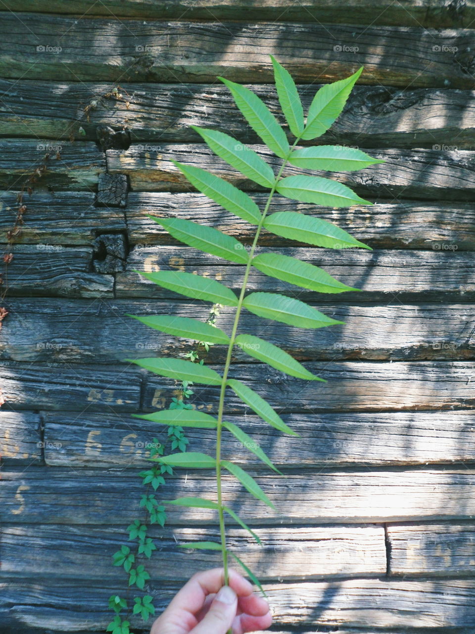 branch with green leaves on the background of wooden doors