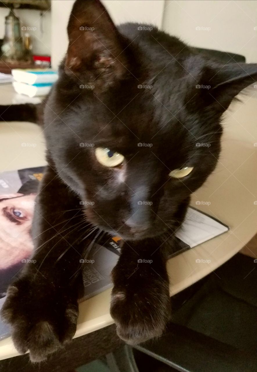 Black cat laying on table, closeup.