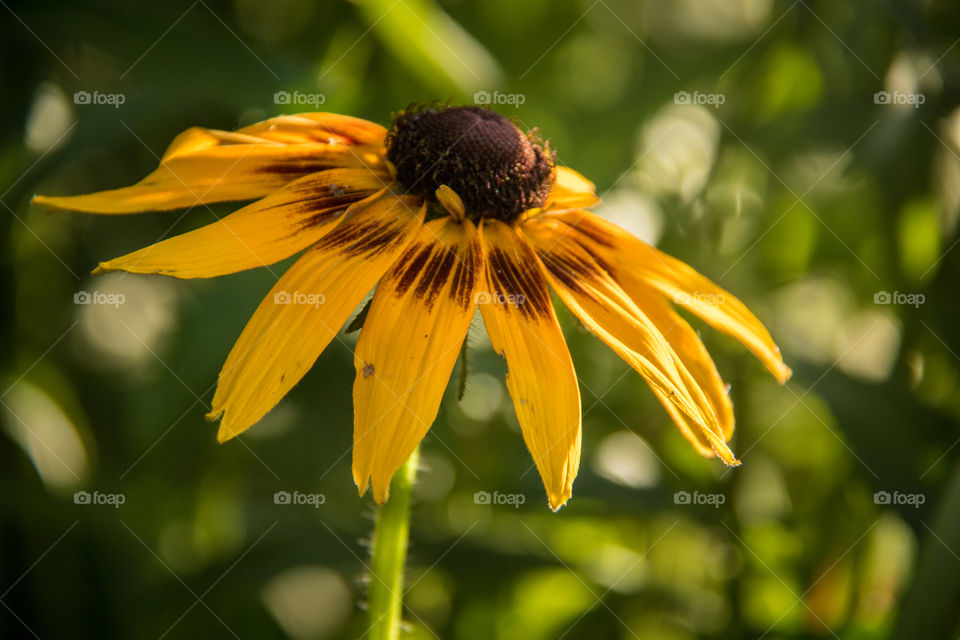 Daisies 