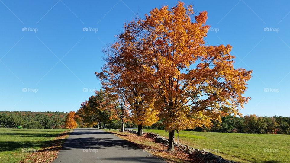Fall, Tree, Leaf, Landscape, No Person