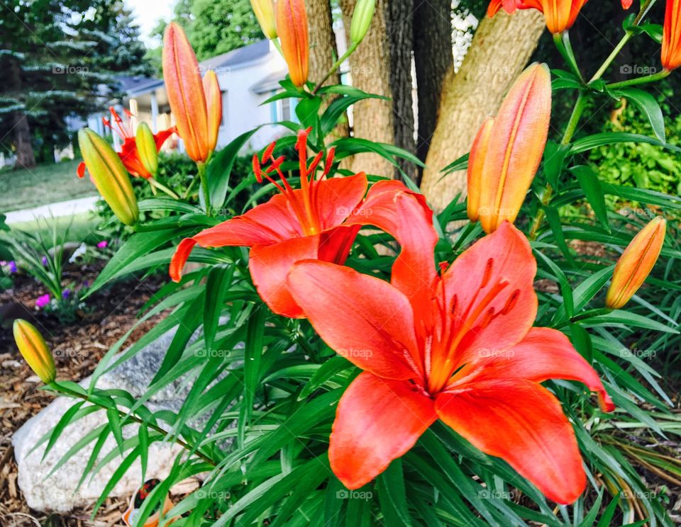 Lilies under the tree