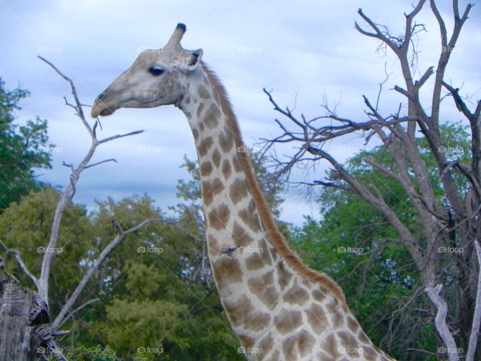 A side profile shot of a giraffe getting ready to eat
