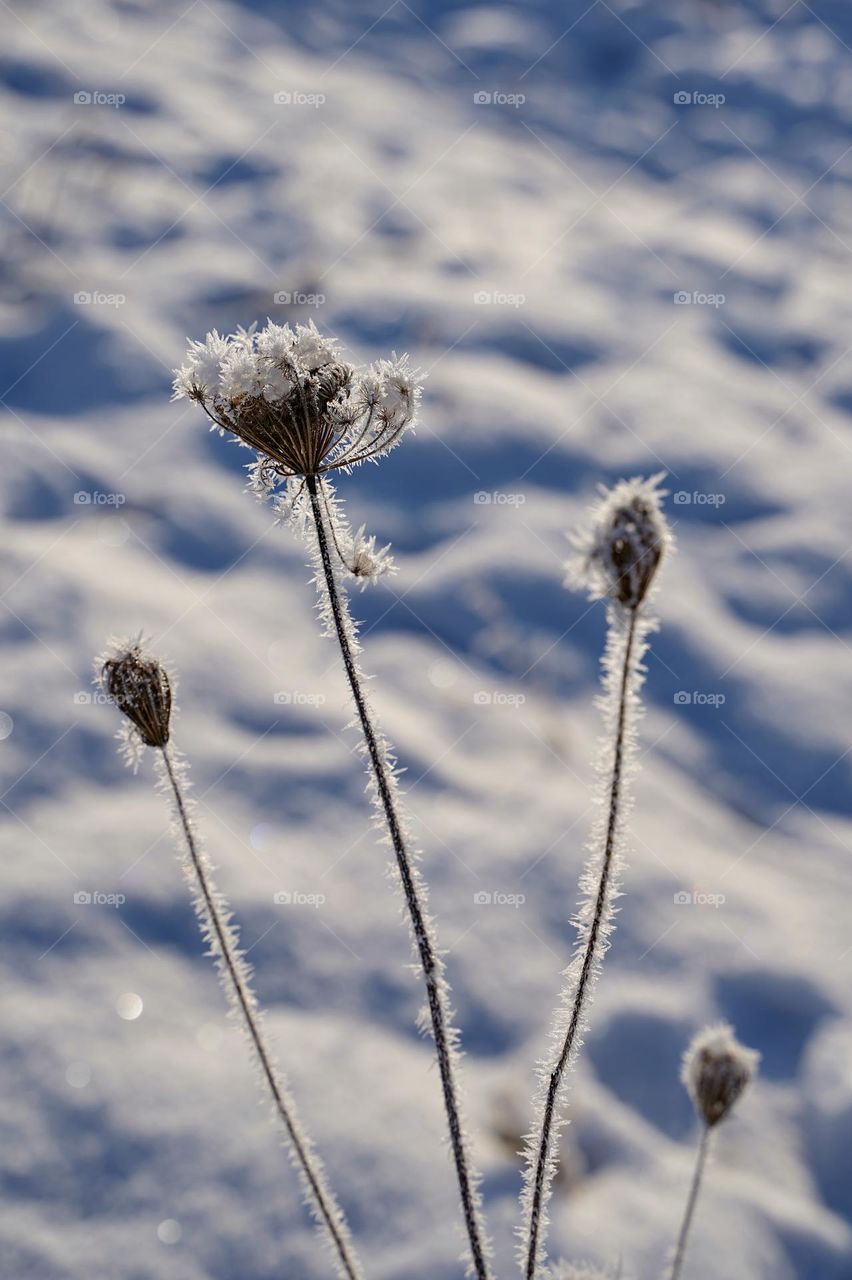 plant in frost