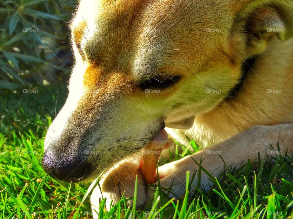 Dog Chewing On A Bone