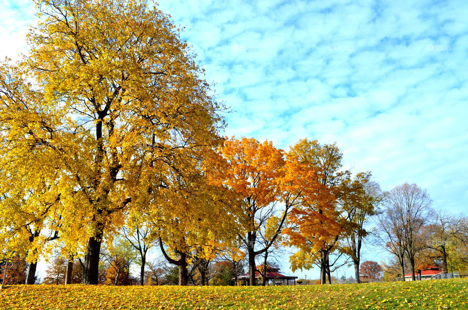 Yellow Fall Foliage