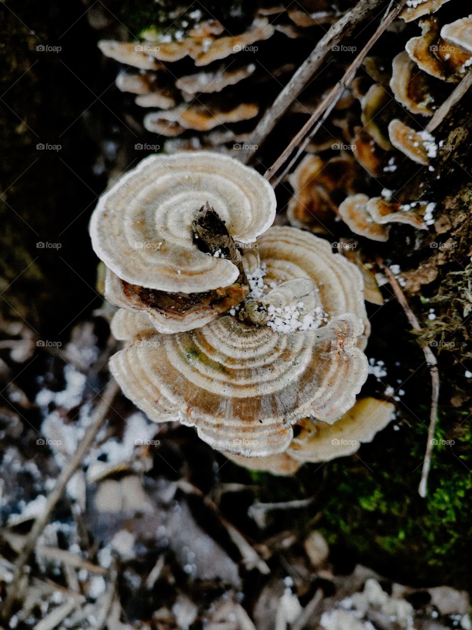 Trametes versicolor mushrooms