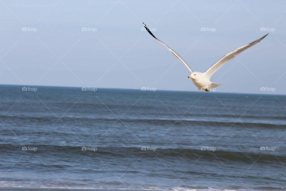 Bird, Seagulls, Water, No Person, Nature