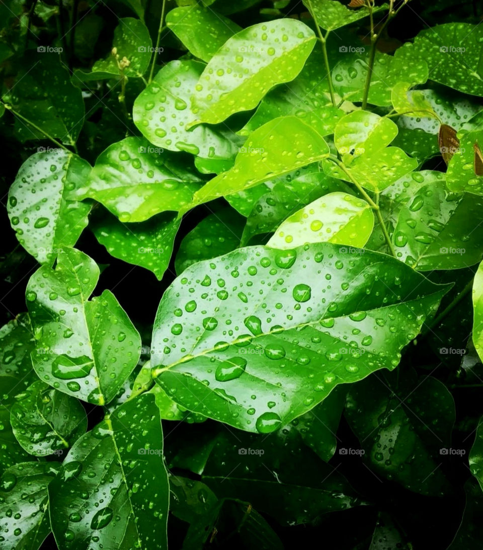 Green and calm 🍀🌿