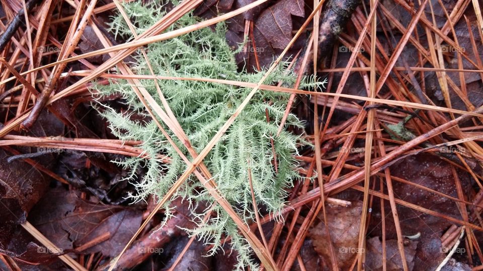 Growing on the pine needles