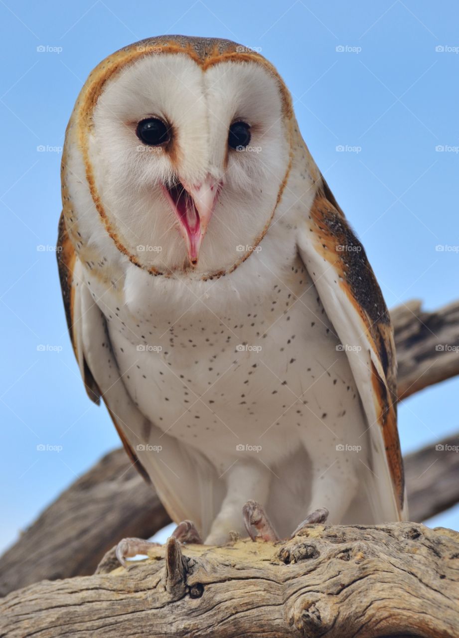 Smiling Barn Owl
