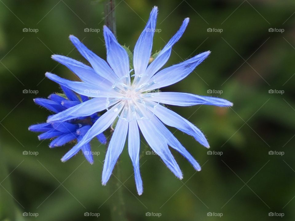 Chicory