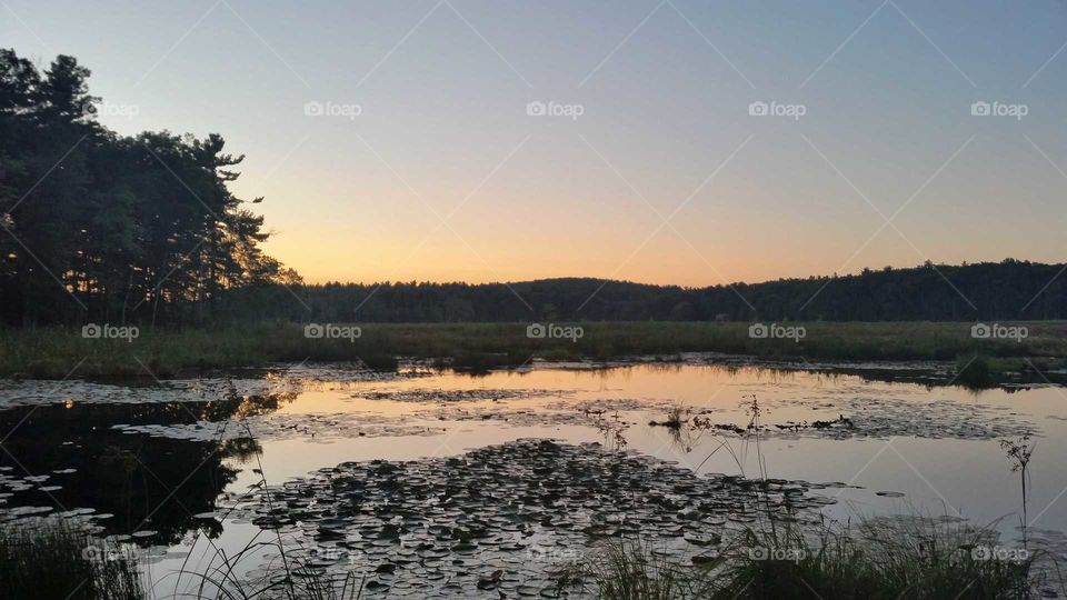 Massachusetts Forest