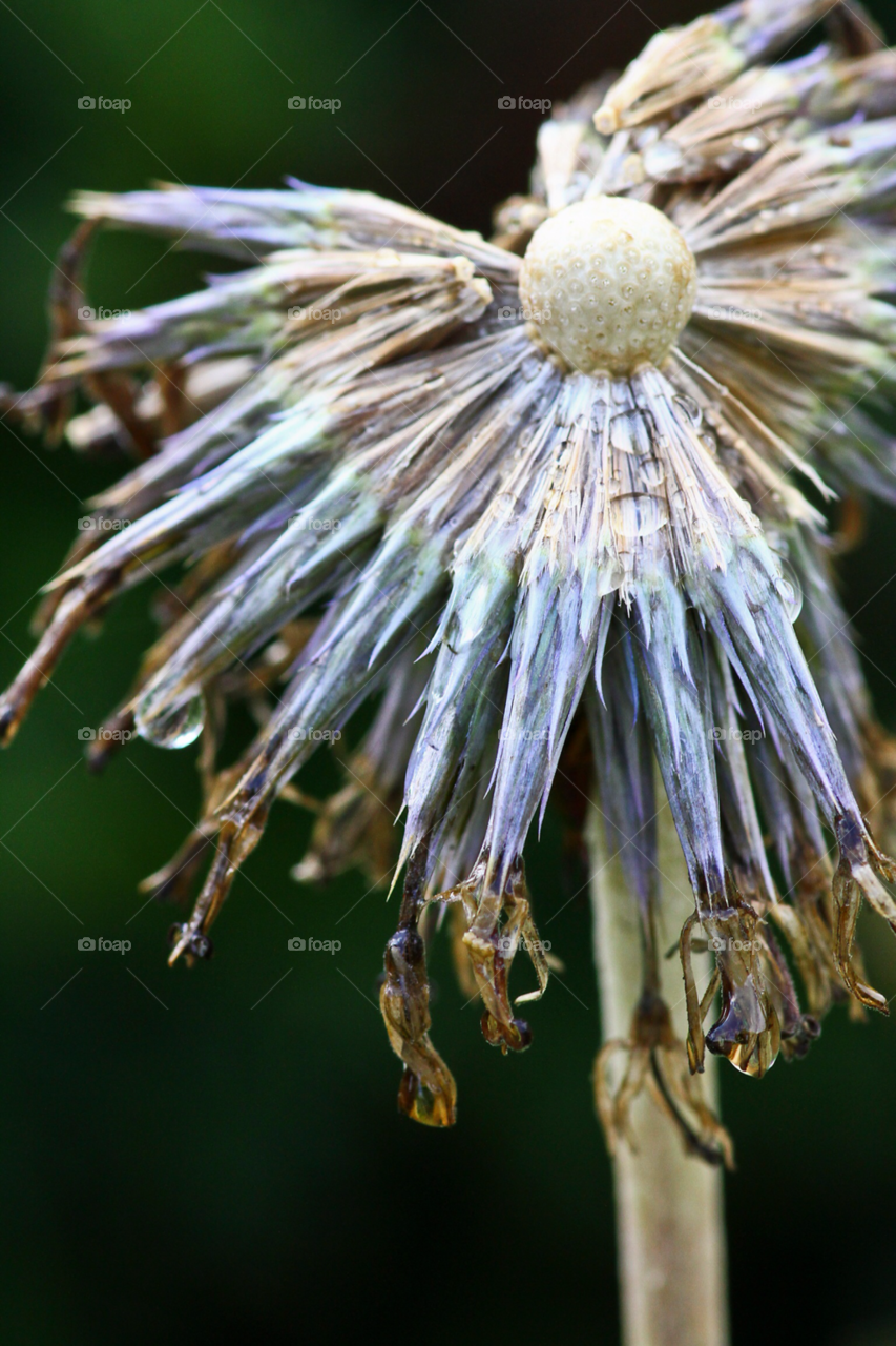 flowers flower water dew by sethson