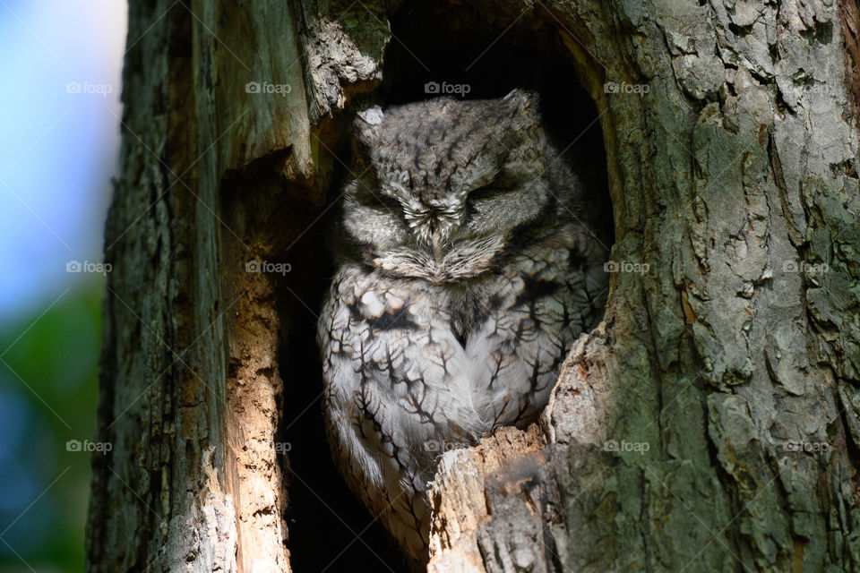 Eastern screech owl tired after the night hunting