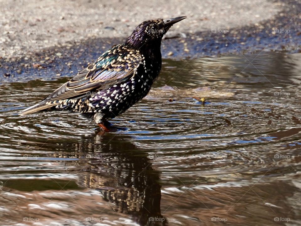 Starling