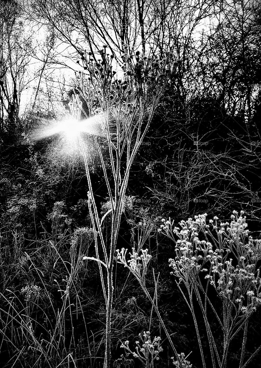 Black and white image of shafts of early morning sunlight shining through trees and highlighting hoar frost on dried seed heads