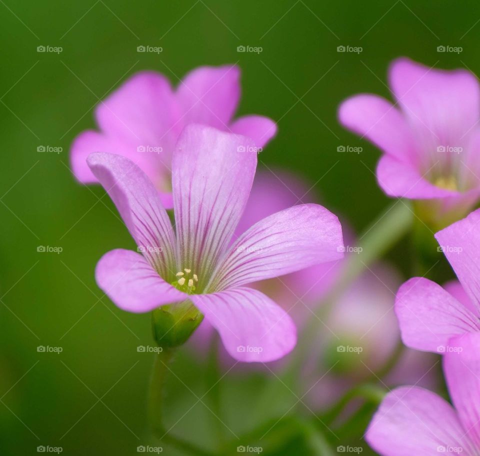 pink flowers